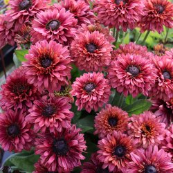Solhat, h�ret �Sahara�<br><i>Rudbeckia hirta </i>
