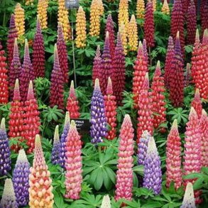 Lupin 'Russell's Mix', Stork�b <br><i>Lupinus X russellii hort</i>