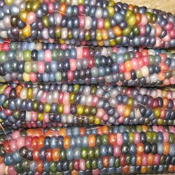 Majs, Indianer- <br>'Ice Lady'<br><i>Zea mays</i>