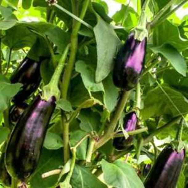 Aubergine <br>'Long Violette'<br> <i>Solanum melongena</i>