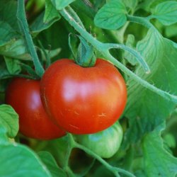 Tomat <br>'Sub Arctic Plenty' <br><i>Lycopersicon esculentum</i>