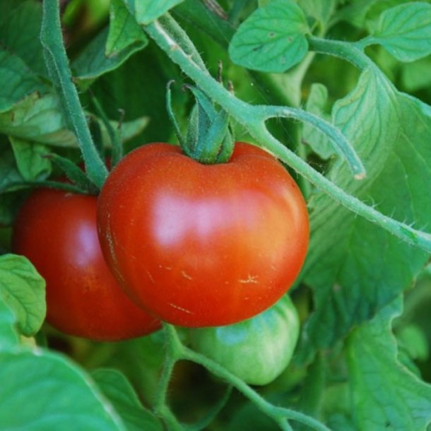 Tomat <br>'Sub Arctic Plenty' <br><i>Lycopersicon esculentum</i>