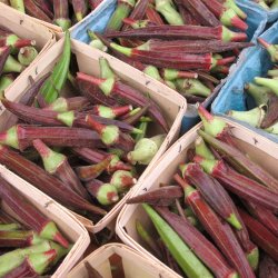 Okra <br>'Red Burgundy' <br><i>Abelmoschus esculentus</i>
