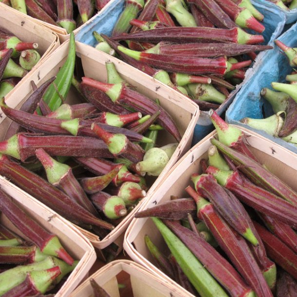 Okra <br>'Red Burgundy' <br><i>Abelmoschus esculentus</i>