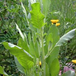 Balsam, <br>Bibelurt <br><i>Tanacetum balsamita </i>