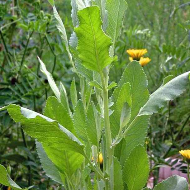 Balsam, <br>Bibelurt <br><i>Tanacetum balsamita </i>