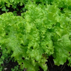 Salat <br>'Grand Rapids' <br><i>Lactuca sativa L.</i>