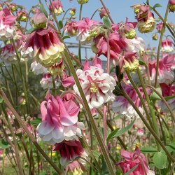 Akeleje <br> 'Pink Petticoat'<br><i>Aquilegia vulgaris </i>