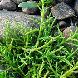Kveller, <br>salturt<br><i>Salicornia europaea</i><br>