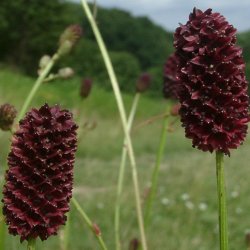 Kvsurt, <br>Lge- <br><i>Sanguisorba officinalis </i>