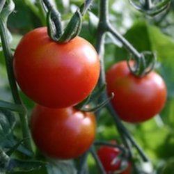 Tomat <br>'Saint Pierre'<br><i>Lycopersicon esculentum</i>