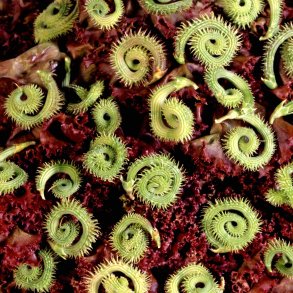 Skorpionsurt <br><i>Scorpiurus muricatus</i><br><br>