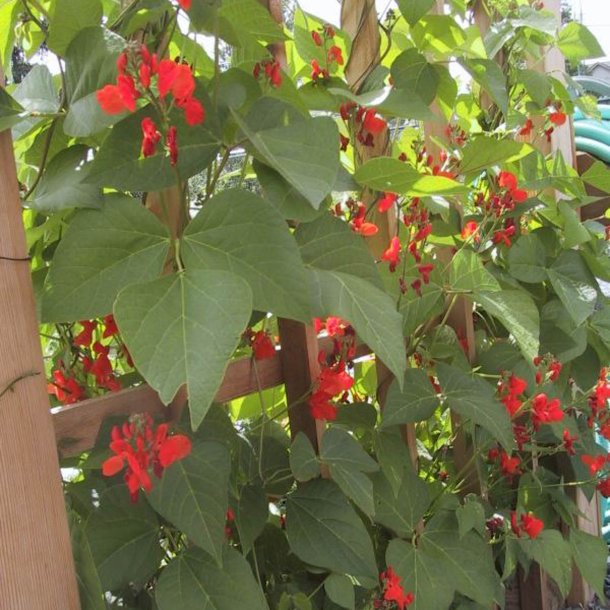 Bnne, Pral- <br>'Scarlet Emperor' <br><i>Phaseolus coccineus</i>