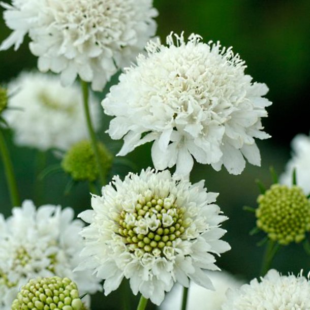 Enkeblomst <br>'Snow Maiden' <br><i>Scabiosa atropurpurea</i> 
