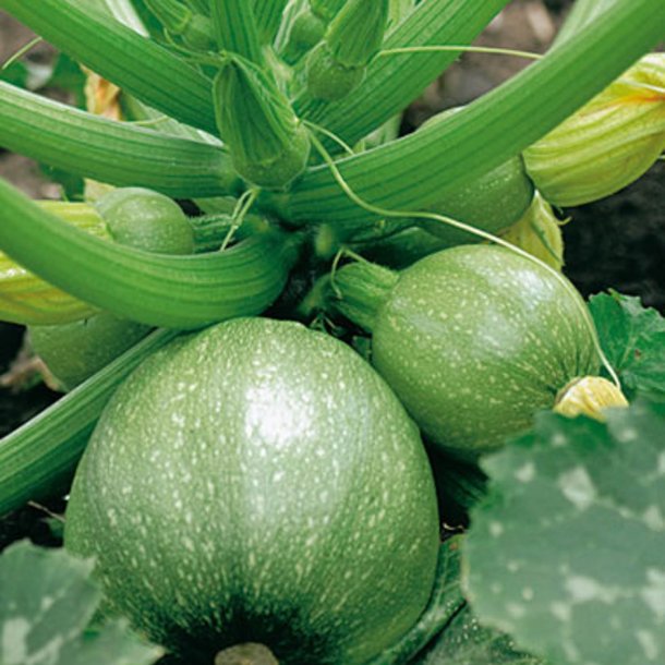 Courgette, squash, zucchini<br>"Tondo Chiaro di Nizza" <br><i>Cucurbita pepo</i>