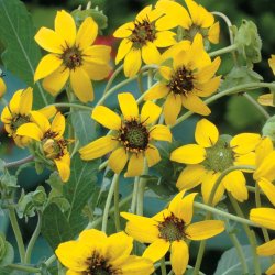 Chokoladeblomst <br><i>Berlandiera lyrata</i><br><br>