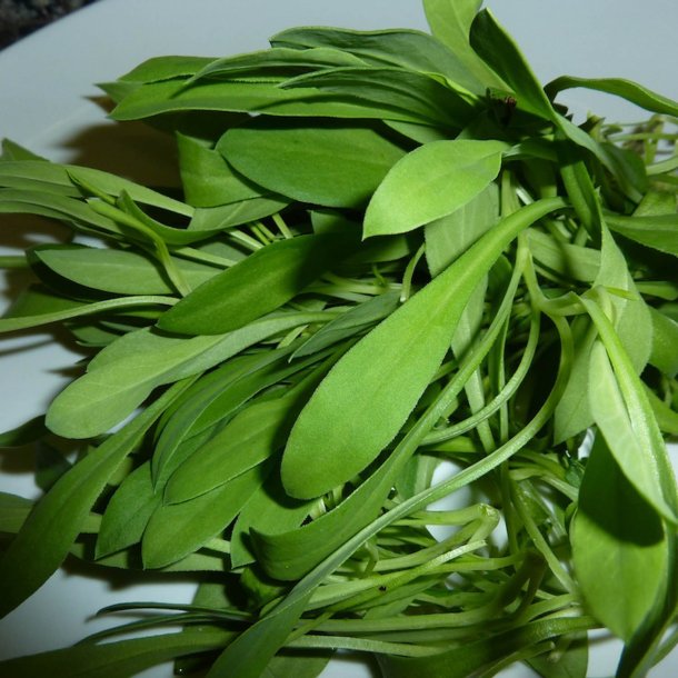 Stridolo <br><i>Silene inflata</i><br><br>