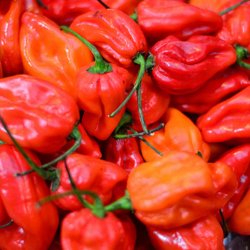Chili<br>'Scotch Bonnet Jamaican Red'<br><i>Capsicum chinense</i>
