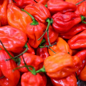 Chili<br>'Scotch Bonnet Jamaican Red'<br><i>Capsicum chinense</i>