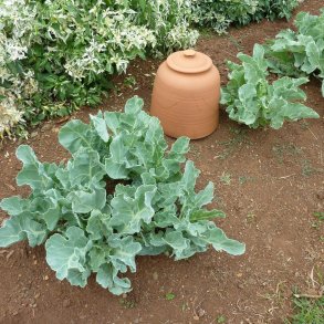 Strandkl <br><i>Crambe maritima</i><br><br>