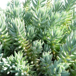 Tripmadam, <br>Bjerg-stenurt <br><i>Sedum rupestre syn. S. reflexum</i>