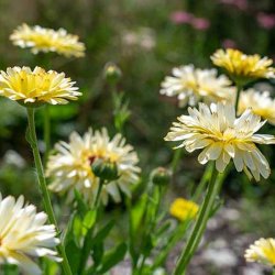 Morgenfrue <br>'Ivory Princess' <br><i>Calendula officinalis </i>