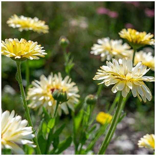 Morgenfrue <br>'Ivory Princess' <br><i>Calendula officinalis </i>