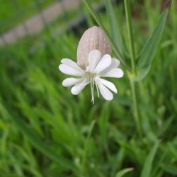 Stridolo <br><i>Silene inflata</i><br><br>