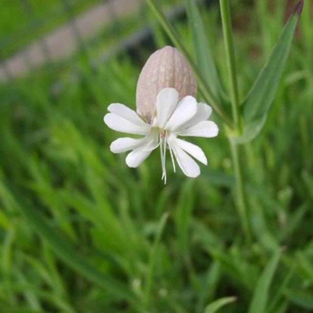 Stridolo <br><i>Silene inflata</i><br><br>