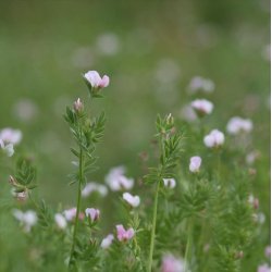 Serradel <br><i>Ornithopus sativus</i><br><br>