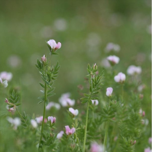 Serradel <br><i>Ornithopus sativus</i><br><br>