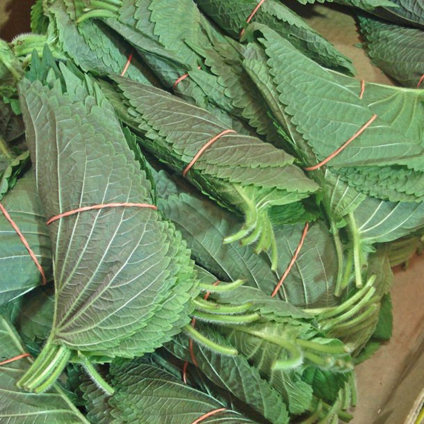 Perilla, Shiso <br>'Green' <br><i>Perilla frutescens</i>