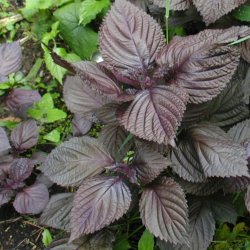 Perilla, Shiso <br>'Red' <br><i>Perilla frutescens</i>