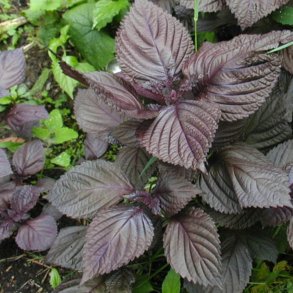Perilla, Shiso <br>'Red' <br><i>Perilla frutescens</i>