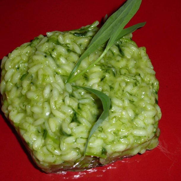 Stridolo <br><i>Silene inflata</i><br><br>