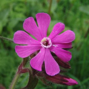 Dagpragtstjerne <br><i>Silene dioica </i><br><br>
