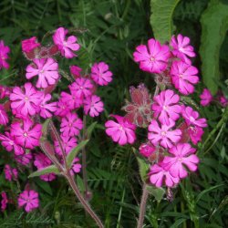 Dagpragtstjerne <br><i>Silene dioica </i><br><br>