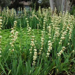 Blje, <br>Stribet <br><i>Sisyrinchium striatum</i>