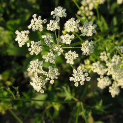 Sukkerrod <br><i>Sium sisarum</i><br><br>