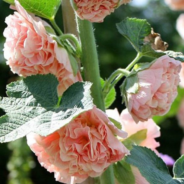 Stokrose <br>'Chater Salmon'<br><i>Alcea rosea</i>