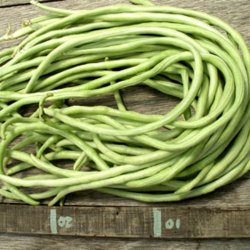 Meterbnne, <br>spaghettibnne<br><i>Vigna unguiculata ssp. sesquipedalis</i>