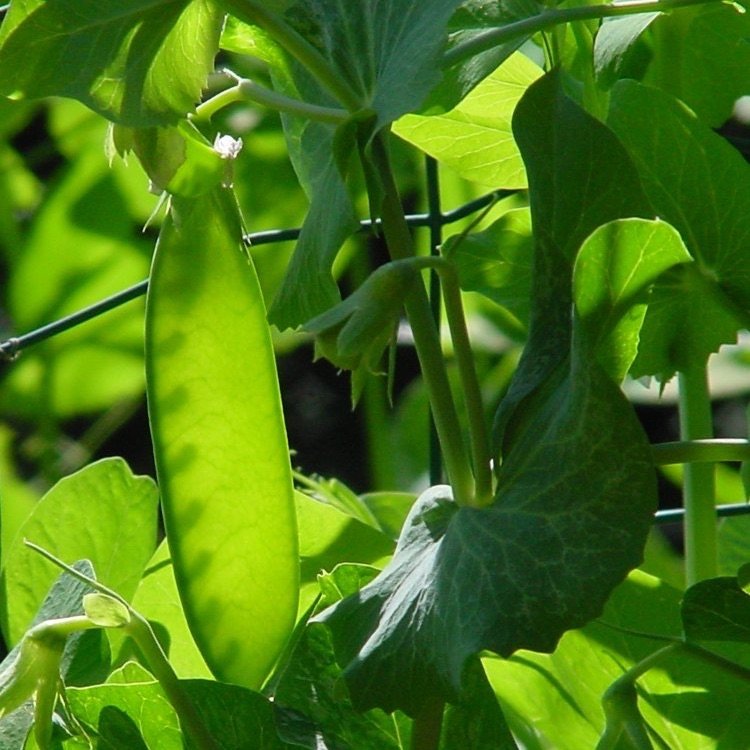 Ært, Sukker- 'Oregon' Pisum sativum var. macrocarpon - Køkkenhaven ...