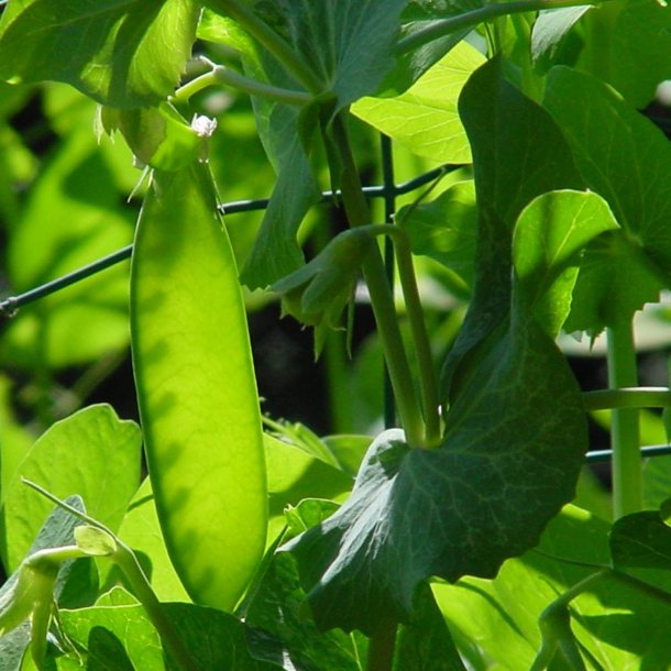 rt 'Mix' <br><i>Pisum sativum var. sativum/macrocarpon</i> 