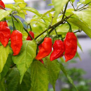 Chili 'Bhut Jolokia' <br><i>Capsicum chinense/frutescens</i>