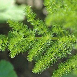 Bjrnerod <br><i>Meum athamanticum</i><br><br>