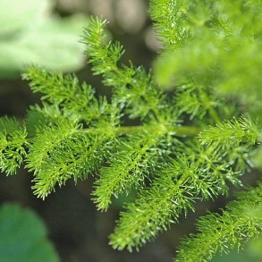 Bjrnerod <br><i>Meum athamanticum</i><br><br>