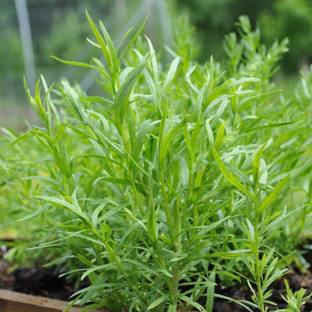 Estragon, Russisk <br><i>Artemisia dracunculus subsp dracunculoides</i>