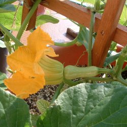 Squash, Butternut- <br>'Waltham' F1<br>moskusgrskar<br><i>Cucurbita moschata</i>
