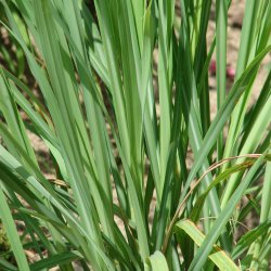 Citrongrs <br><i>Cymbopogon citratus/flexuosus </i>