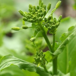 Namenia,  <em>Stielmus</em><br><i>Brassica rapa var. nipposinica</i>